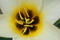 White tulip