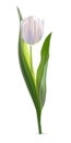 White tulip on white background. Realistic spring colorful flower vector illustration. Floral decorative plant with Royalty Free Stock Photo