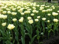 White Tulip. Background.