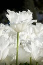 White tulip Royalty Free Stock Photo