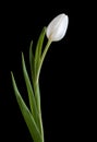 White tulip on black background Royalty Free Stock Photo