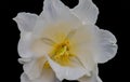 White tulip bloom macro with a yellow heart isolated on black background Royalty Free Stock Photo