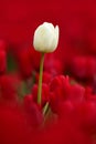 White tulip bloom, red beautiful tulips field in spring time with sunlight, floral background, garden scene, Holland, Netherlands Royalty Free Stock Photo