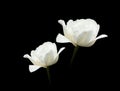 White tulip blooms isolated on black background, abstract design, elegant flowers