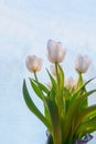 white tulip on a blue background