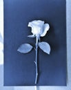 white tulip in blue paper