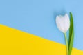 White tulip on blue and yellow background Royalty Free Stock Photo