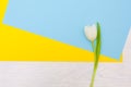 White tulip on blue and yellow background Royalty Free Stock Photo