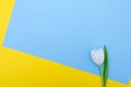 White tulip on blue and yellow background Royalty Free Stock Photo