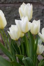 White tulip bouquet in the garden grey background