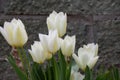 White tulip bouquet in the garden grey background