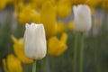 white Tulip Royalty Free Stock Photo