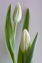 White Tulip Buds