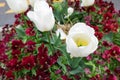 White tulip and burgandy pansy flowers