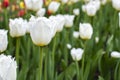 White tulip in city flower bed, spring gorgeous elegant flower tulip blossom Royalty Free Stock Photo