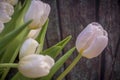White tulip closeup