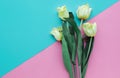 White tulip on colorful paper background