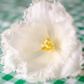 White tulip Royalty Free Stock Photo