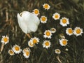 A white tulip emerges from the ground among a group of daisies Royalty Free Stock Photo