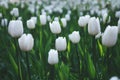 White tulip field background Royalty Free Stock Photo