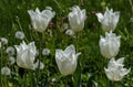 White tulip field close up in the park Royalty Free Stock Photo