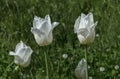 White tulip field close up in the park Royalty Free Stock Photo