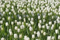 White tulip field Royalty Free Stock Photo