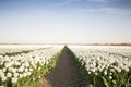 White tulip field I Royalty Free Stock Photo