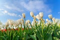 White tulip field over blue sky Royalty Free Stock Photo