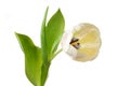 Bílý tulipán květina 