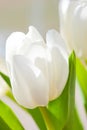 White tulip flower Royalty Free Stock Photo