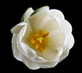 White tulip flower on the black  isolated background with clipping path. Nature. Closeup no shadows. Royalty Free Stock Photo