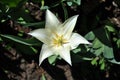 White tulip flower blooming and growing in gray ground blurry background with green leaves, horizontal top view close up Royalty Free Stock Photo