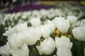 White Tulip flower blossom Royalty Free Stock Photo