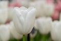 White tulip flower blossom Royalty Free Stock Photo