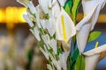 White tulip flower blossom with yellow color and green leaves at spring season, flora nature beauty, floral picture in garden, blo Royalty Free Stock Photo