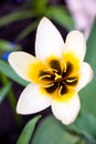 White tulip flower close-up on a green background, view of the black and yellow middle with pistil and stamens and Royalty Free Stock Photo