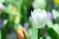 white tulip flower in field in spring sunny day Royalty Free Stock Photo