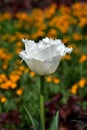 White tulip flower in the garden, springflower in bloom