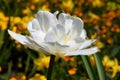 White tulip flower in the garden, springflower in bloom Royalty Free Stock Photo