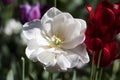 The white tulip flower has blossomed. Tulip flowers white and red Royalty Free Stock Photo