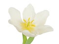 White tulip flower