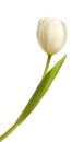 White tulip flower