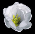 White tulip flower on isolated black background with clipping path without shadows. Close-up. For design. Royalty Free Stock Photo