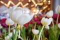 White tulip flower soft focus with blurred red tulip. Royalty Free Stock Photo