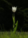 White Tulip Flower Sun Light Dark Background Closeup Spring Nature