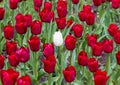 White tulip flower surrounded by red tulips. Royalty Free Stock Photo