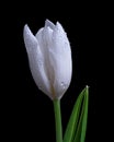 White Tulip flower with water drops. Black background. Close-up. Royalty Free Stock Photo