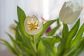 White tulip flower on a white background. Pistils are visible. There are green leaves around Royalty Free Stock Photo