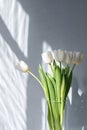 White tulip flowers bouquet on gray concrete wall background with natural sunlight shadow silhouette of window Royalty Free Stock Photo